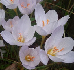 Crocus pulchellus 'Zephyr' (AUT) 