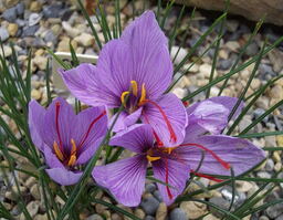 Crocus sativus (AUT) 