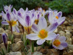 Crocus sieberi 'Ronald Ginns' 