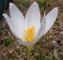 Crocus speciosus 'Albus' (AUT) 