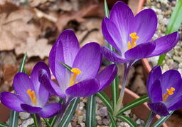 Crocus tommasinianus 'Ruby Giant' 