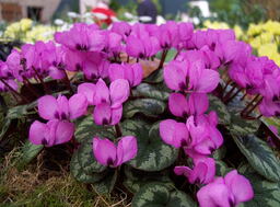 Cyclamen coum (delivery September/October)