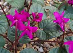 Cyclamen coum 'Meadens Crimson' (delivery Sept to Ocober)