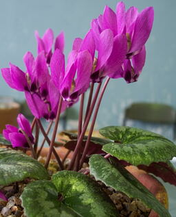 Cyclamen pseudibericum 