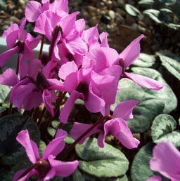Cyclamen pseudibericum 