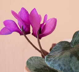 Cyclamen purpurascens (deliver Sept to October)
