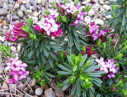 Daphne x schlyteri 'July Glow'