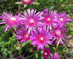 10 Delosperma Selection