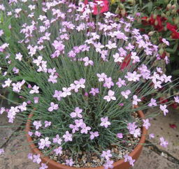 Dianthus arpadianus pumilus 