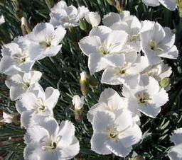 Dianthus 'Dewdrop'