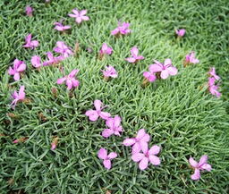 Dianthus erinaceus alpinus 