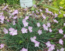 Dianthus freynii 