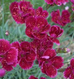 Dianthus 'Gold Dust' 