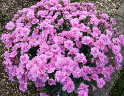 Dianthus 'Whatfield Cancan' 