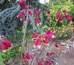 Dichelostemma ida-maia 