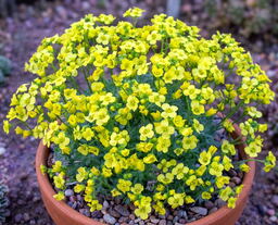 Draba rosularis 