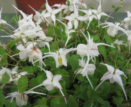 Epimedium grandiflorum 'Nanum'