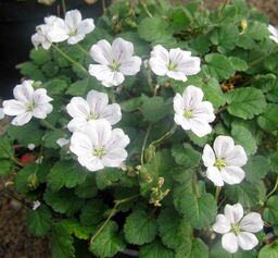 Erodium x variabile 'Joe Elliott' 