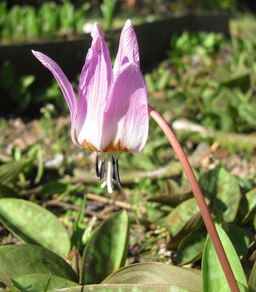 Erythronium dens-canis 'Rose Queen' 