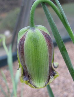 Fritillaria acmopetala 
