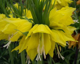 Fritillaria imperialis 'Maxima Lutea' 