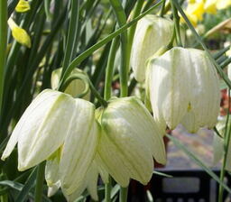 Fritillaria meleagris alba 'Aphrodite' 