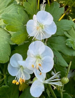 Geranium macrorrhizum 'Snow Sprite'