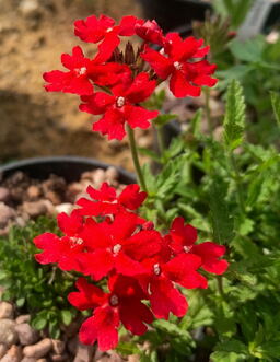 Glandularia peruviana 