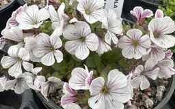 Gypsophila cerastioides