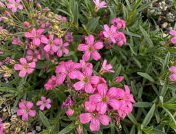 Gypsophila repens 'Ruby Gems'