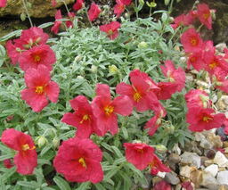Helianthemum 'Beech Park Red'