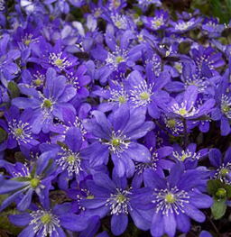 Hepatica nobilis