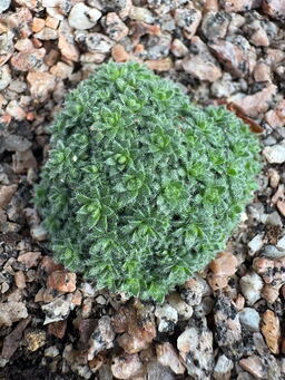 Draba mollissima 'Goteborg' 