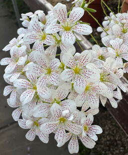 Saxifraga 'Alan Hayhurst' 