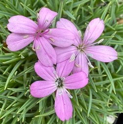 Dianthus species ACW2116 