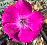 Dianthus 'Baby Lom'