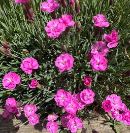 Dianthus 'Pink Jewel' 