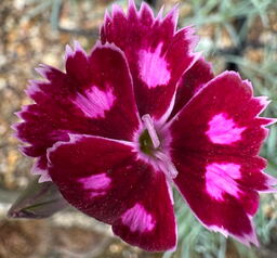 Dianthus 'Night Star'