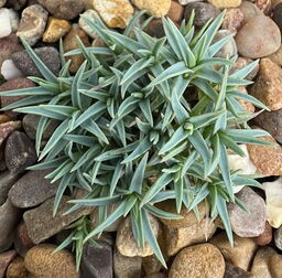 Dianthus strictus ssp pulchellus