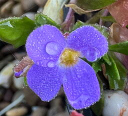 Aubrieta glabrescens 