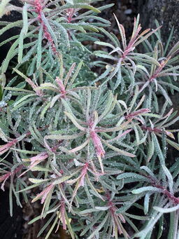 Euphorbia cyparissias 'Fens Ruby'