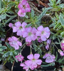 Gypsophila repens 'Dorothy Teacher'