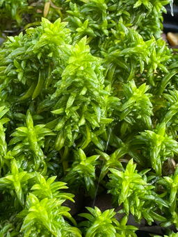 Phlox austromontana 