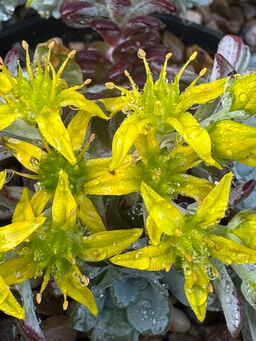 Sedum spathulifolium 'William Pascoe' 