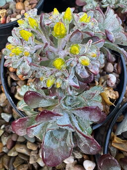 Sedum spathulifolium 'Purpureum'