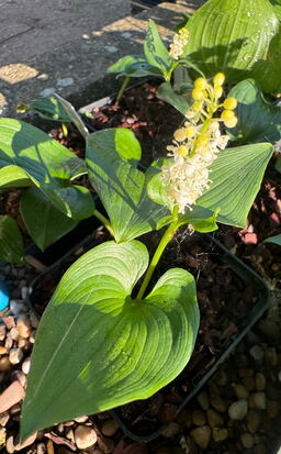 Maianthemum scilloideum BSWJ10407