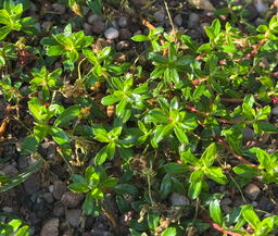 Salix hylematica