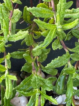 Teucrium montanum