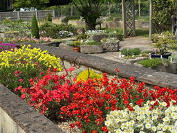 10 Helianthemum Selection