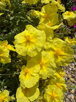 Helianthemum 'Wisley Primrose' 